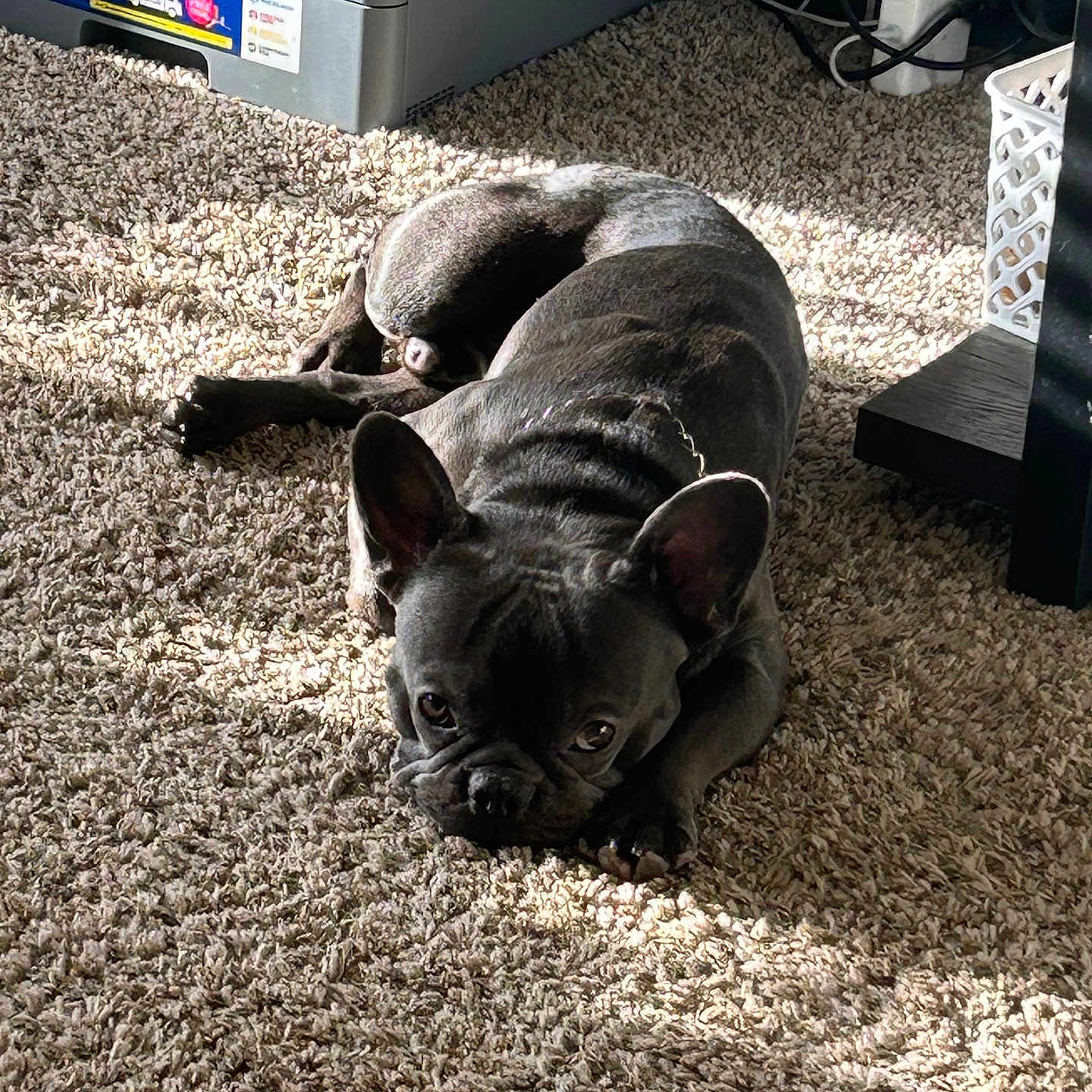 Bubba joined the competition — help win amazing prizes! animal, bed, bedroom, bulldog, canine, computer, computerhardware, dog, electronics, frenchbulldog, furniture, hardware, indoors, monitor, pet, pitbull, puppy, room, screen, table