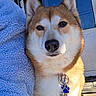 Nova is registered to the contest to win money with this photo: dog, pet, collar, leash, blue_tag, porch, door, fur, animal, canine, brown, white, ears, sitting, outdoor, sunlight, fleece_blanket, closeup, portrait, companion