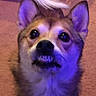 Nova joined the competition — help win amazing prizes! dog, pet, indoor, carpet, laundry_basket, fur, ears, teeth, animal, canine, expression, looking_up, standing, floor, household, purple_light, tail, cute, alert, portrait