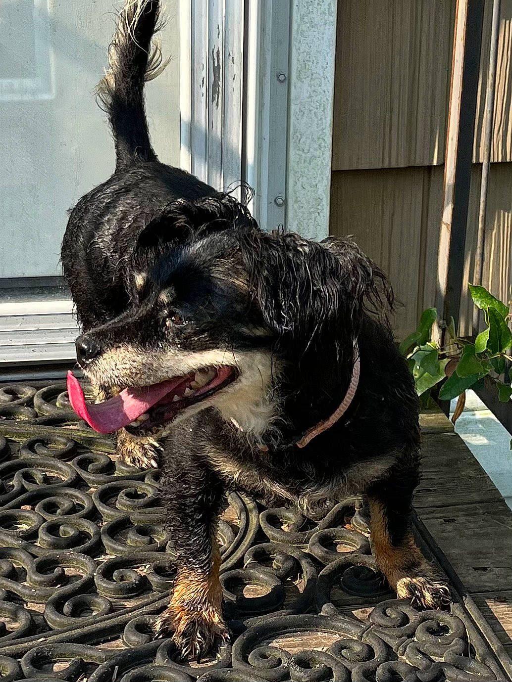 Sparkles is registered to the contest to win money with this photo: canidae, carnivore, claw, collar, companion_dog, dog, dog_breed, dog_collar, fang, foot, fur, leash, metal, plant, snout, sporting_group, tail, terrestrial_animal, working_animal, working_dog