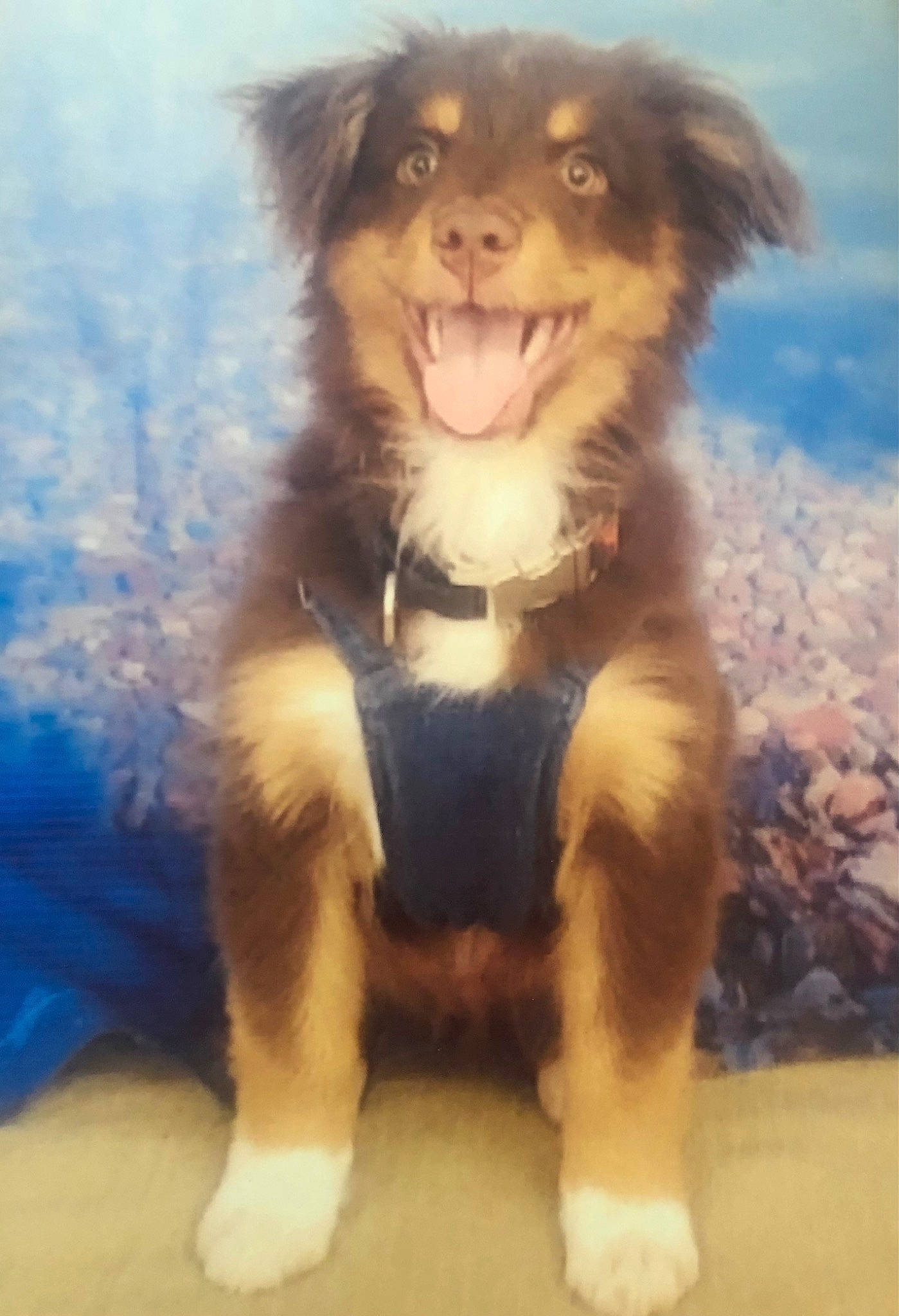 Banjo is registered to the contest to win money with this photo: ancient_dog_breeds, canidae, carnivore, companion_dog, dog, dog_breed, dog_clothes, fawn, fur, happy, mammal, paw, shetland_sheepdog, smile, snout, sporting_group, toy_dog, vertebrate, whiskers, working_animal