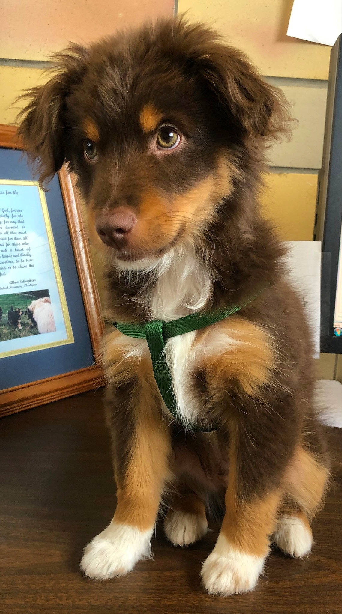 Banjo is registered to the contest to win money with this photo: ancient_dog_breeds, ball, canidae, carnivore, companion_dog, dog, dog_breed, fur, giant_dog_breed, herding_dog, liver, picture_frame, snout, sporting_group, terrestrial_animal, whiskers, working_animal, working_dog