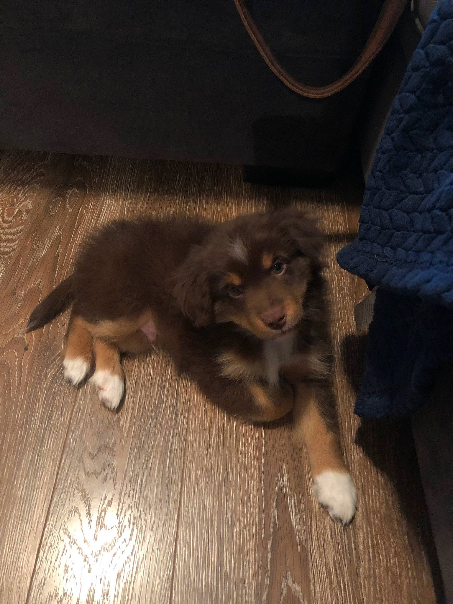 Banjo is registered to the contest to win money with this photo: brown, carnivore, claw, cloud, comfort, companion_dog, dog_breed, fawn, felidae, floor, flooring, fur, hardwood, paw, small_to_medium_sized_cats, tail, tints_and_shades, whiskers, wood, wood_flooring