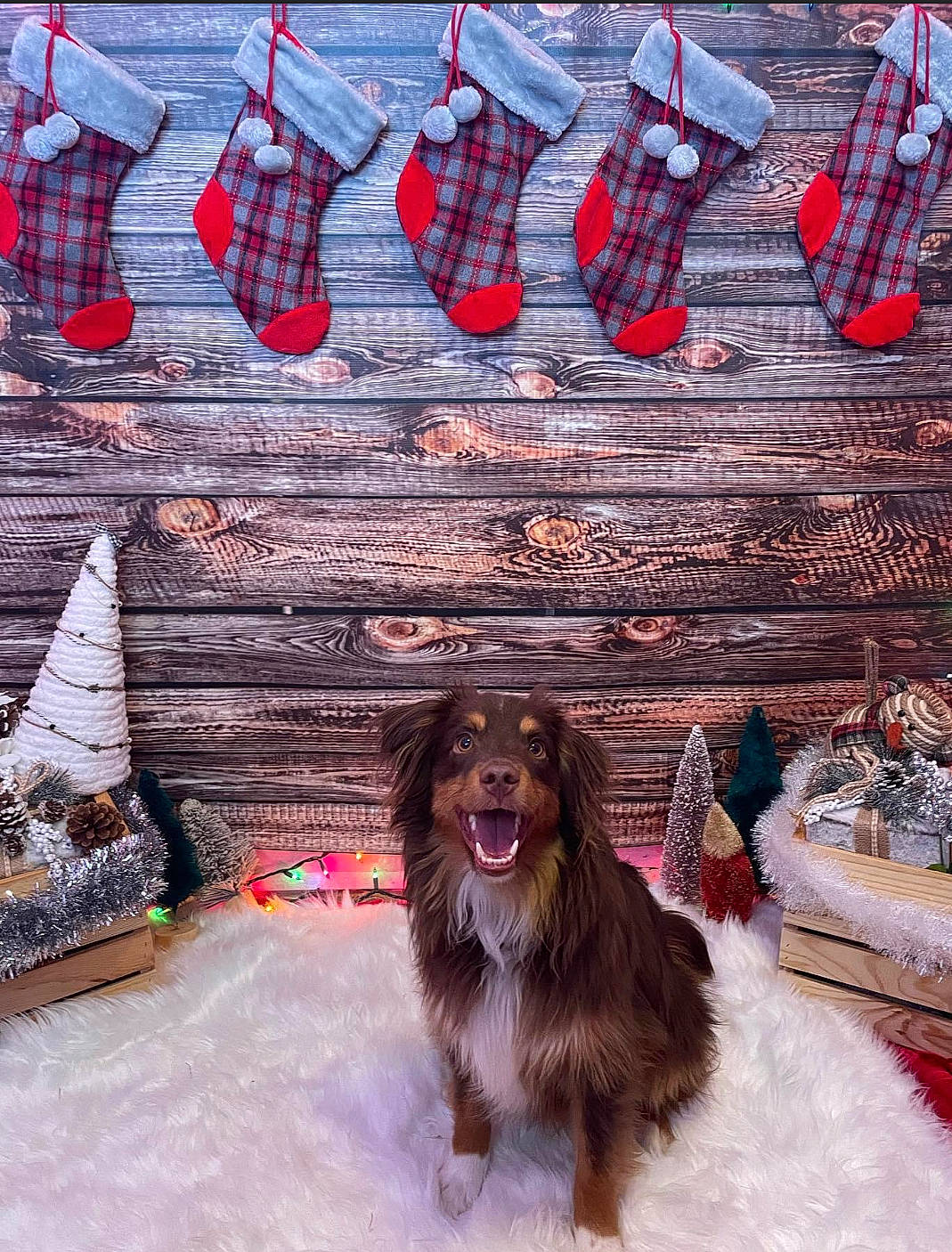 Banjo is registered to the contest to win money with this photo: art, brick, canidae, carmine, carnivore, cocker_spaniel, companion_dog, dog, dog_breed, font, fur, graffiti, liver, pattern, snout, spaniel, sporting_group, visual_arts, winter, wood