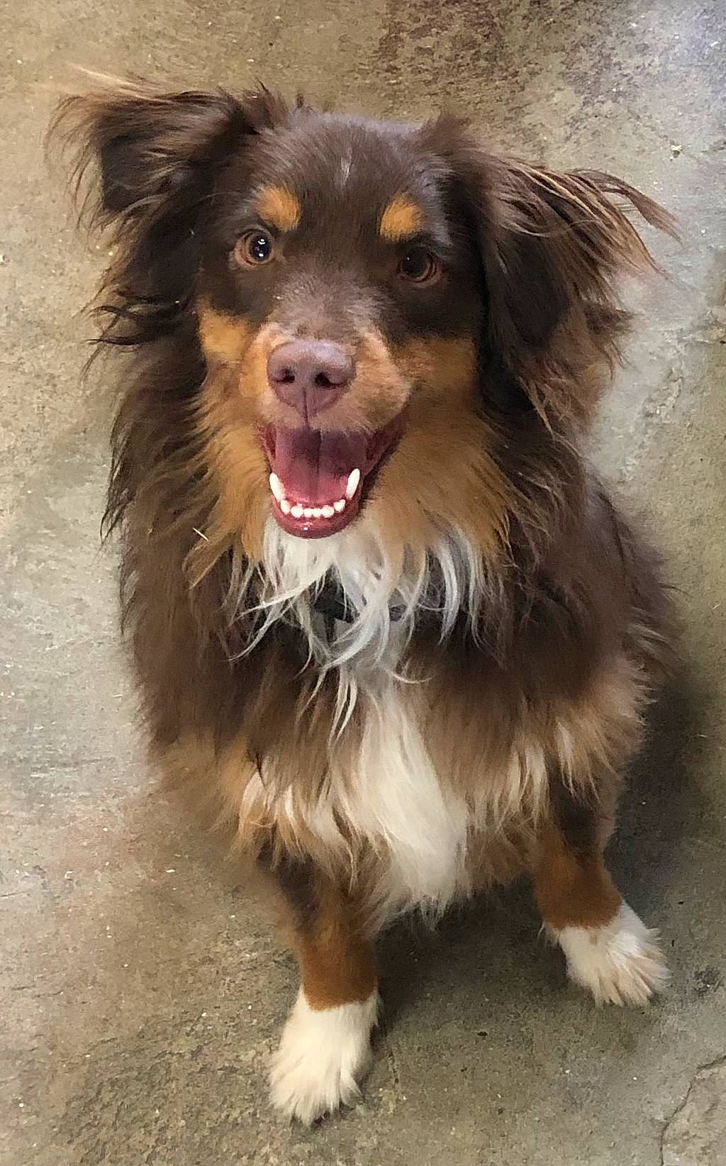 Banjo is registered to the contest to win money with this photo: canidae, carnivore, companion_dog, dog, dog_breed, fang, fur, liver, smile, snout, sporting_group, whiskers, working_dog