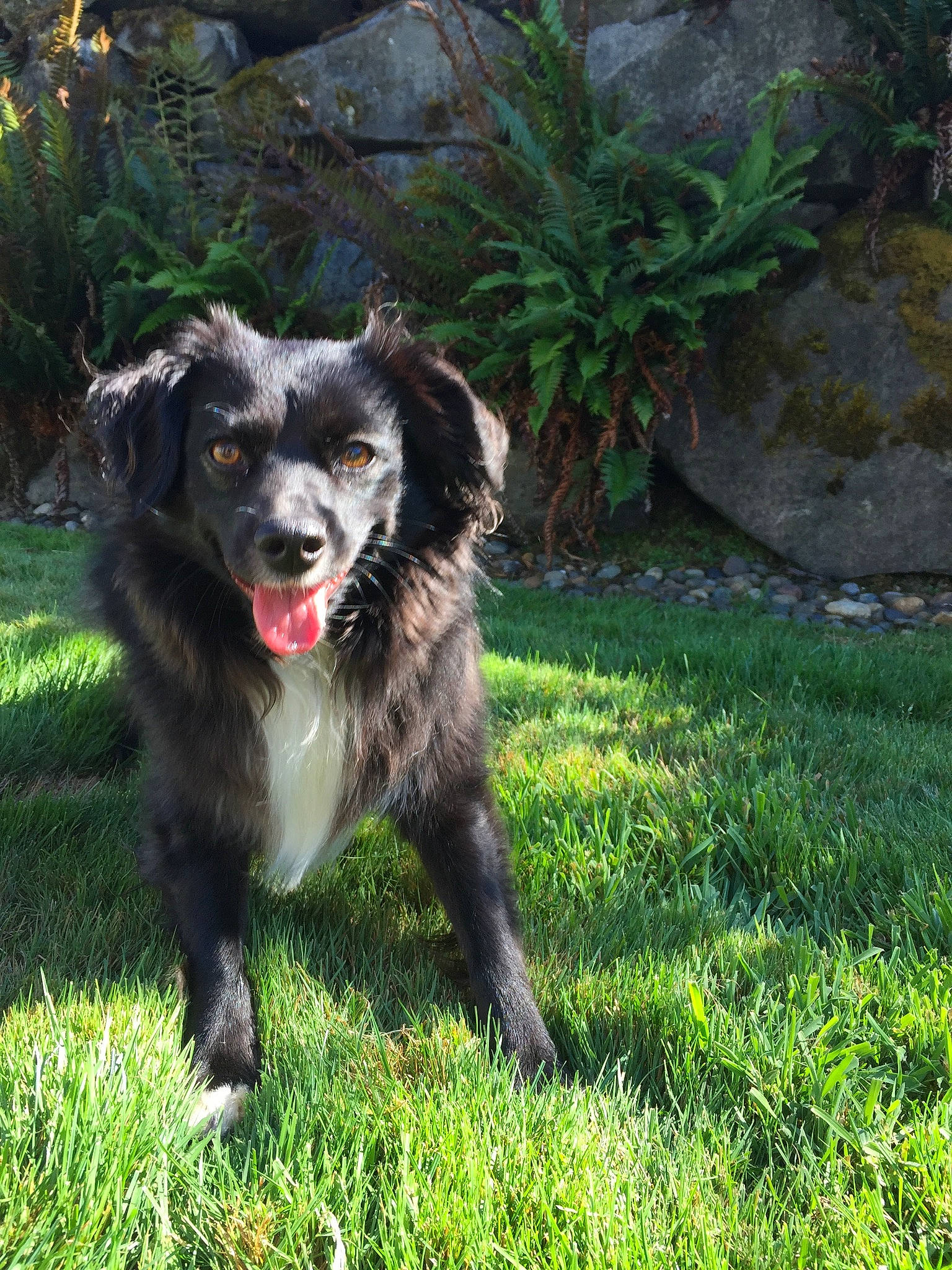 Byndi is registered to the contest to win money with this photo: borador, border_collie, canidae, carnivore, companion_dog, dog, dog_breed, grass, groundcover, herding_dog, plant, puppy, snout, working_animal, working_dog