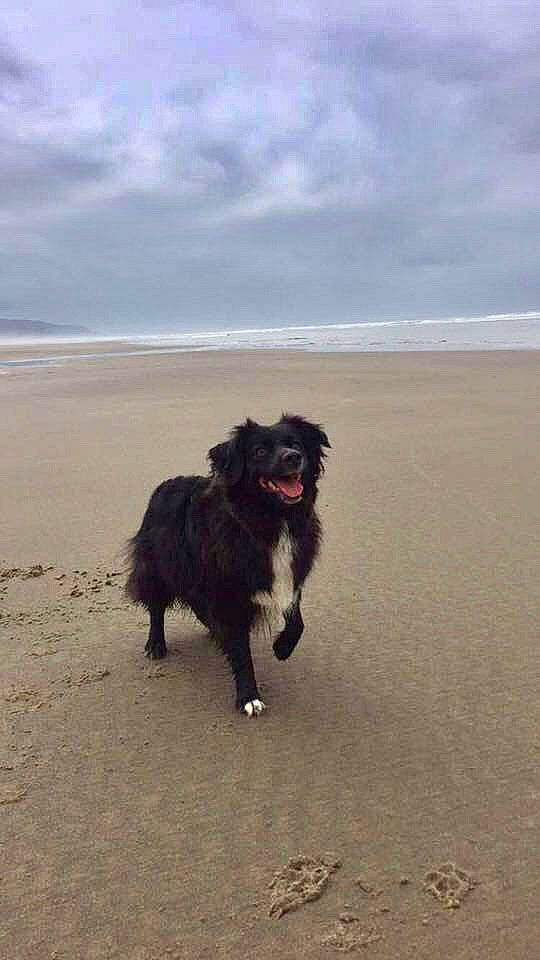 Byndi joined the competition — help win amazing prizes! beach, canidae, carnivore, cloud, coast, companion_dog, dog, dog_breed, dog_collar, fur, horizon, landscape, ocean, sand, sky, sporting_group, water, wave, wind_wave, working_dog