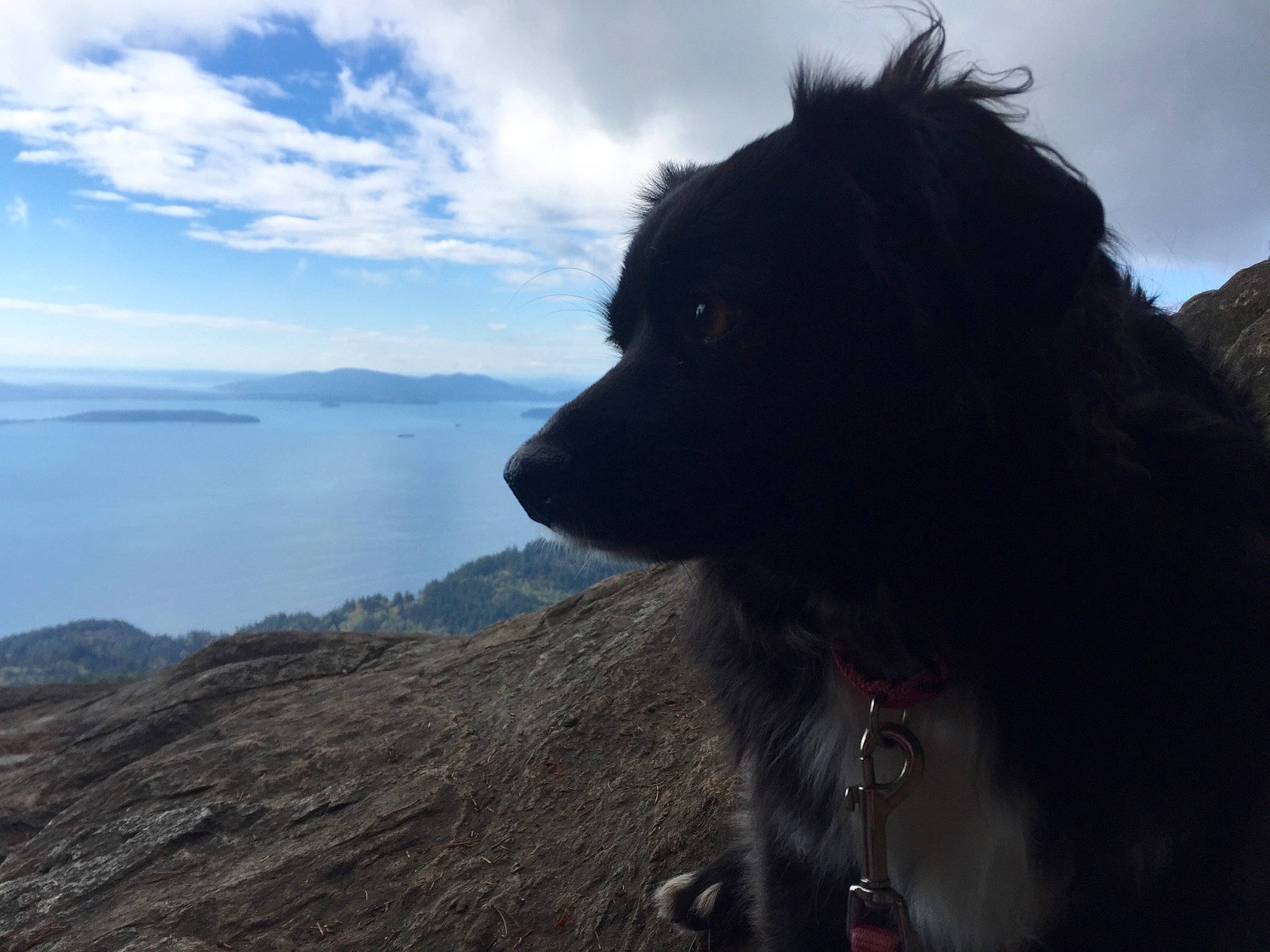 Byndi is registered to the contest to win money with this photo: canidae, carnivore, cloud, companion_dog, cumulus, dog, dog_breed, fur, german_spitz_mittel, herding_dog, horizon, lake, landscape, ocean, rock, sky, sporting_group, water, working_animal, working_dog