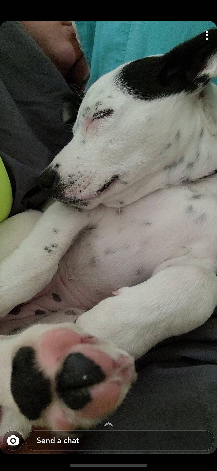 Luna is registered to the contest to win money with this photo: canidae, carnivore, dalmatian, dog, dog_breed, fawn, great_dane, mammal, non_sporting_group, nose, pit_bull, snout, sporting_group