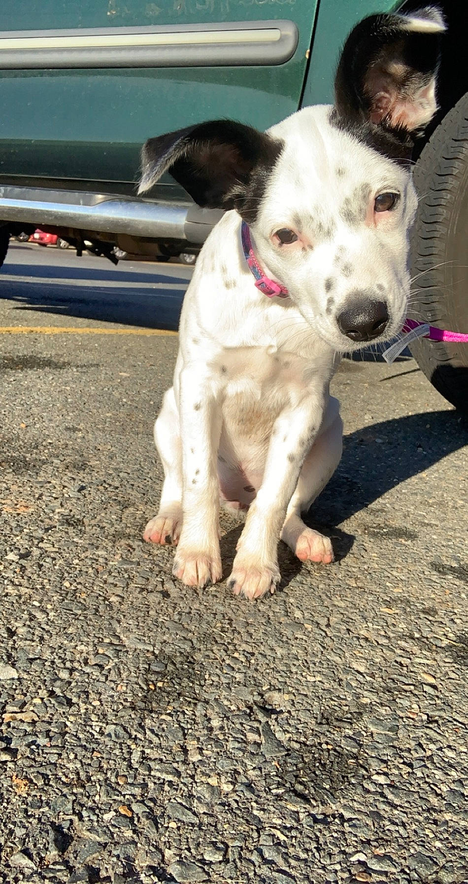 Luna is registered to the contest to win money with this photo: canidae, carnivore, companion_dog, dog, dog_breed, fawn, feist, mammal, non_sporting_group, rare_breed_dog, snout, sporting_group, street_dog, vertebrate