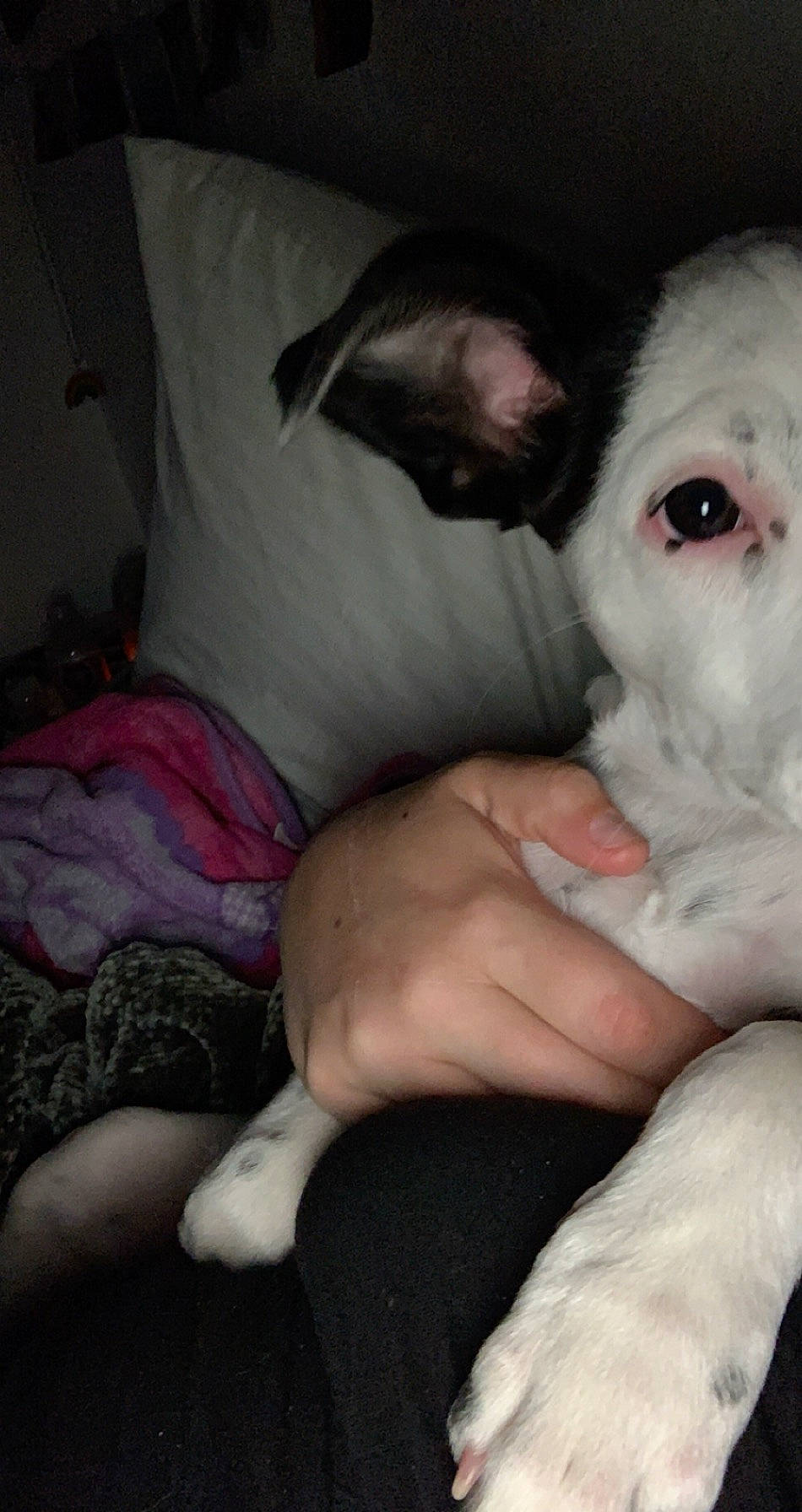 Luna joined the competition — help win amazing prizes! canidae, carnivore, companion_dog, dog, dog_breed, ear, eye, fawn, mammal, mouth, non_sporting_group, nose, puppy_love, skin, snout