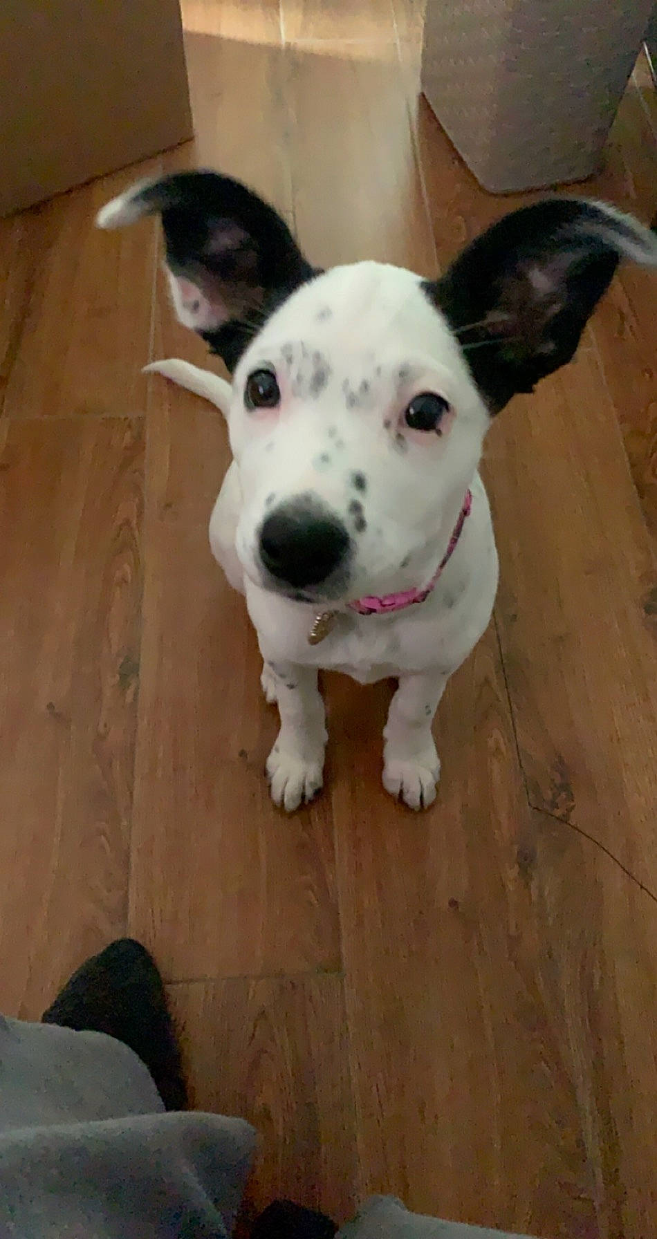 Luna joined the competition — help win amazing prizes! bull_terrier_miniature, canidae, carnivore, companion_dog, dog, dog_breed, ear, fawn, mammal, non_sporting_group, nose, old_english_terrier, pit_bull, snout, tail, vertebrate, whiskers