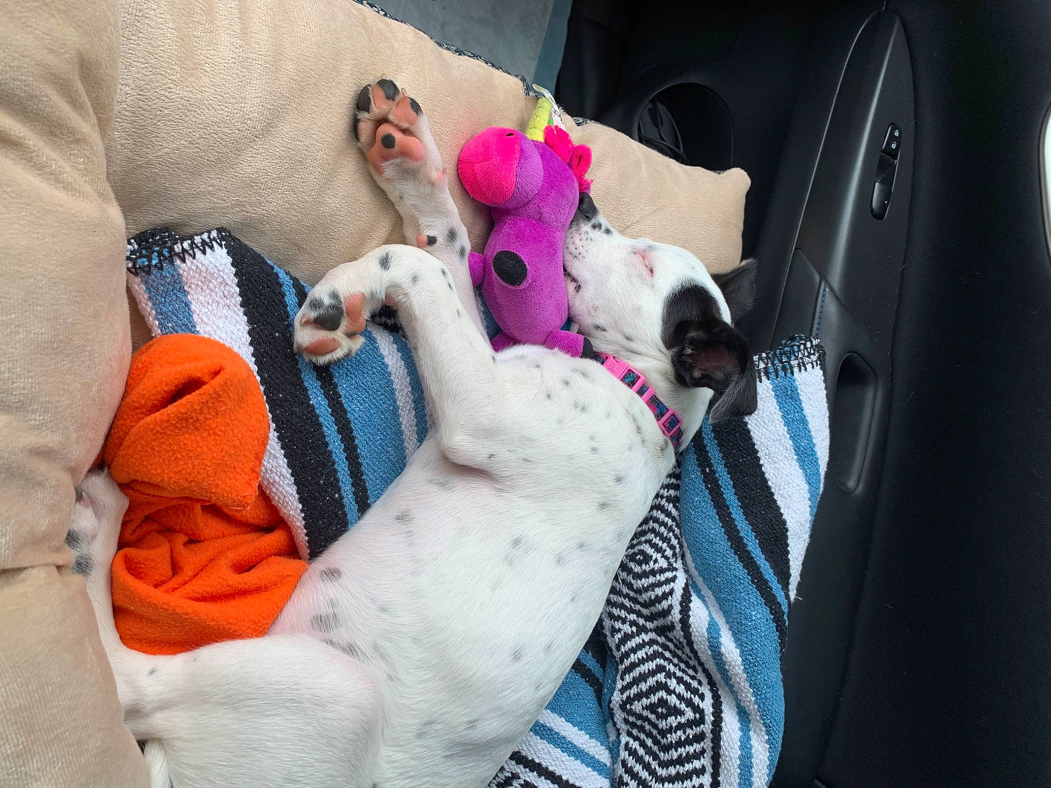 Luna joined the competition — help win amazing prizes! american_bulldog, canidae, carnivore, dog, dog_breed, fawn, french_bulldog, jack_russell_terrier, non_sporting_group, puppy