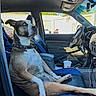 Levee joined the competition — help win amazing prizes! dog, car_interior, seat, blue_eyes, collar, steering_wheel, cup, window, dashboard, gear_shift, seat_cover, door, leash, sunlight, shadow, person_partial, parking_lot, vehicle, pet, relaxed