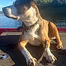 Levee is registered to the contest to win money with this photo: dog, boat, stick, water, lake, outdoor, nature, sunlight, collar, paw, canine, animal, trees, sky, daytime, relaxing, pet, side_view, brown_and_white, calm