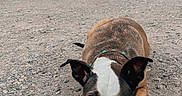 Levee is registered to the contest to win money with this photo: dog, blue_eyes, outdoor, dirt_path, rocky_ground, tree, forest, animal, pet, collar, brown_fur, white_fur, alert, lying_down, nature, canine, ears_up, close_up, curious, quiet