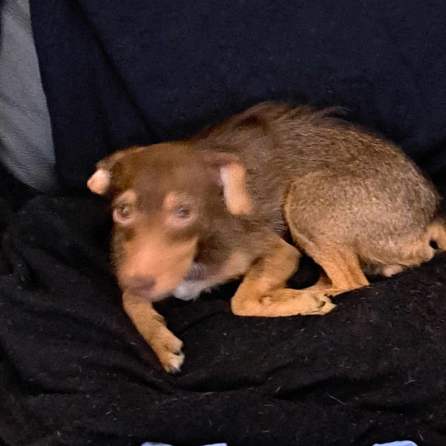 Nora a rejoint le concours — aidez-le/la à gagner de superbes lots ! animal, blanket, boar, bodypart, canine, chihuahua, couch, dog, finger, furniture, hand, hog, person, pet, pig, puppy, redwolf, sleeping, snout, wolf