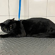 Onyx joined the competition — help win amazing prizes! black_cat, cat, pet, leash, indoor, animal, feline, green_eyes, lying_down, floor, metal_surface, tiles, domestic_cat, looking, fur, whiskers, ears, collar, resting, alert