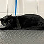 black_cat, cat, pet, leash, indoor, animal, feline, green_eyes, lying_down, floor, metal_surface, tiles, domestic_cat, looking, fur, whiskers, ears, collar, resting, alert