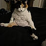 Foxy Woxy is registered to the contest to win money with this photo: animal, bed, black_bedspread, calico, cat, cute, domestic_animal, ears, feline, four_legs, fur, indoor, looking_at_camera, paw, pet, relaxed, resting, sitting, tail, whiskers