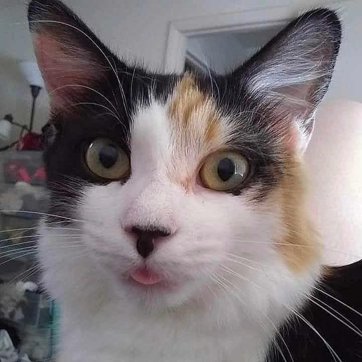 Foxy Woxy is registered to the contest to win money with this photo: animal, background, calico_cat, cat, close_up, curious, cute, domestic_cat, ears, face, feline, household, indoor, lamp, pet, playful, soft_fur, tongue, whiskers, wide_eyes