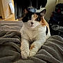 Foxy Woxy is registered to the contest to win money with this photo: animal, bedroom, blanket, calico_cat, cat, clothing, comfort, cozy, curious, door, ears, feline, fur, home, indoor, paws, pet, resting, soft_texture, whiskers