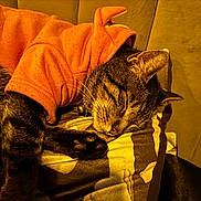 Sir Meliodas joined the competition — help win amazing prizes! cat, tabby_cat, sleeping_cat, pet, hoodie, orange_hoodie, whiskers, paw, fur, cozy, pillow, blanket, indoor, closeup, portrait, relaxed, domestic_cat, bed, night, soft_lighting
