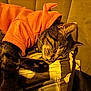 cat, tabby_cat, sleeping_cat, pet, hoodie, orange_hoodie, whiskers, paw, fur, cozy, pillow, blanket, indoor, closeup, portrait, relaxed, domestic_cat, bed, night, soft_lighting