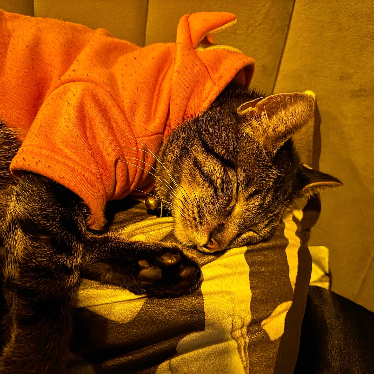 Sir Meliodas joined the competition — help win amazing prizes! bed, blanket, cat, closeup, cozy, domestic_cat, fur, hoodie, indoor, night, orange_hoodie, paw, pet, pillow, portrait, relaxed, sleeping_cat, soft_lighting, tabby_cat, whiskers