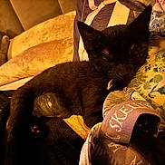 Ellie is registered to the contest to win money with this photo: black_cat, blanket, cat, close_up, collar, cozy, cushion, fur, indoor, kitten, pattern, paw, pillow, plush_toy, sleeping, sofa, stuffed_animal, tag, toy, whiskers