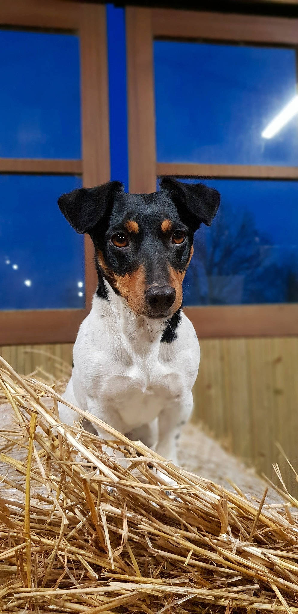 Ippy participe au concours pour gagner de l'argent avec cette photo : brazilian_terrier, canidae, carnivore, chilean_fox_terrier, companion_dog, danish_swedish_farmdog, dog, dog_breed, feist, fox_terrier, jack_russell_terrier, mammal, rare_breed_dog, rat_terrier, ratonero_bodeguero_andaluz, russell_terrier, smooth_fox_terrier, teddy_roosevelt_terrier, terrier, vertebrate