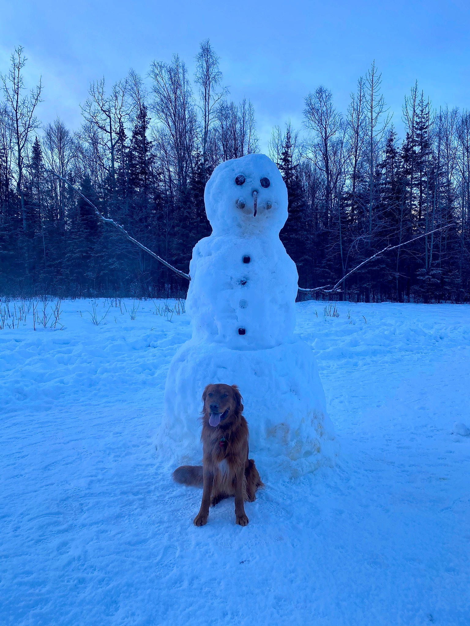 Murphie joined the competition — help win amazing prizes! canidae, carnivore, companion_dog, dog, dog_breed, freezing, ice_cap, precipitation, snow, snowman, sporting_group, toy, winter, working_dog