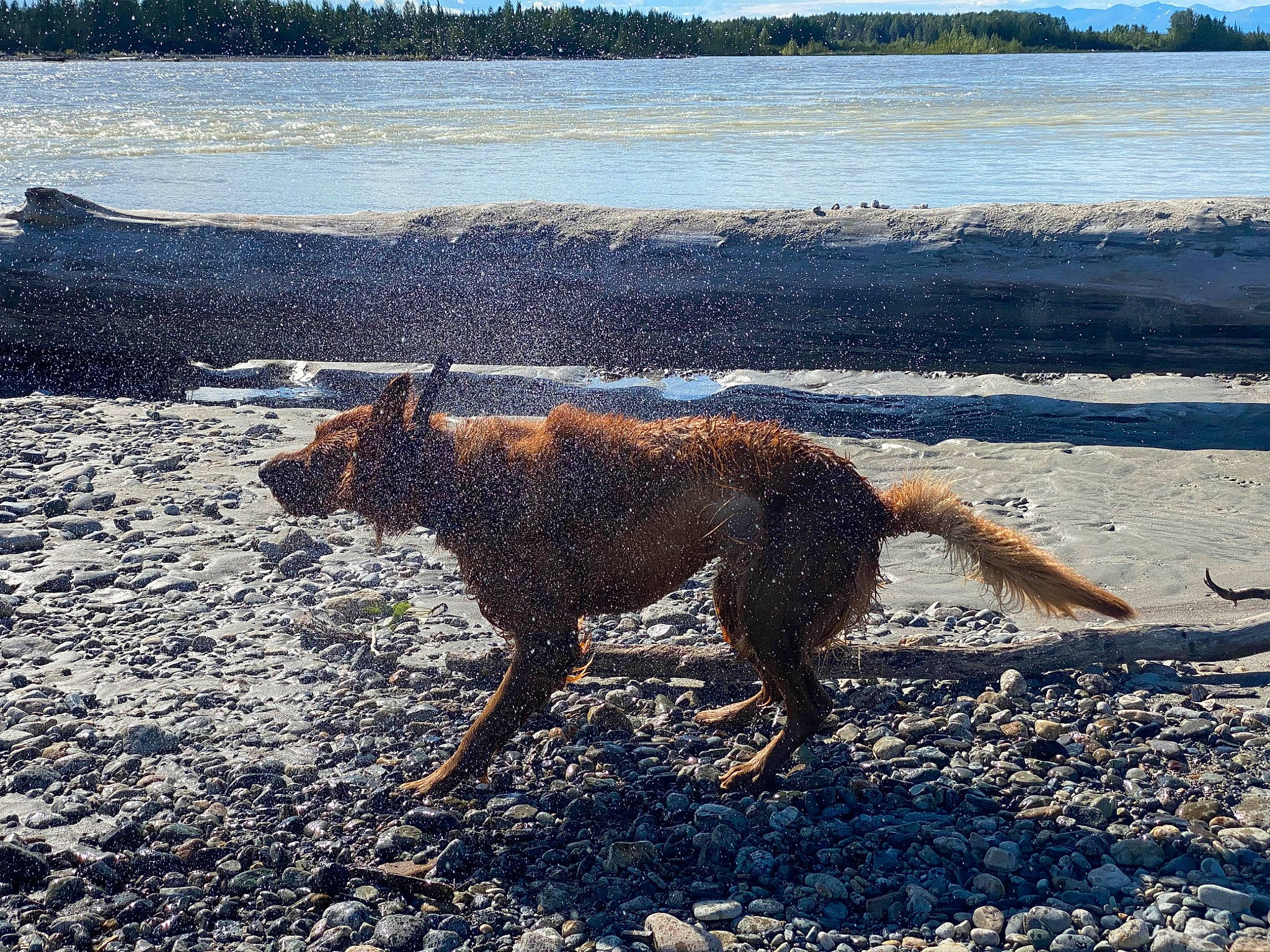 Murphie is registered to the contest to win money with this photo: bank, beach, canidae, carnivore, coast, coastal_and_oceanic_landforms, dog, dog_breed, fawn, hunting_dog, liver, loch, mammal, reservoir, shore, snout, sporting_group, tail, water_resources, working_animal