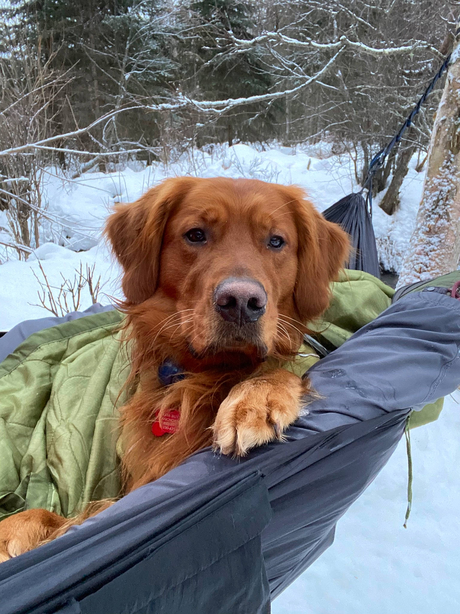 Murphie joined the competition — help win amazing prizes! canidae, carnivore, companion_dog, dog, dog_breed, dog_collar, fawn, freezing, fur, gun_dog, liver, mammal, pet_supply, retriever, snout, snow, sporting_group, twig, vertebrate, winter