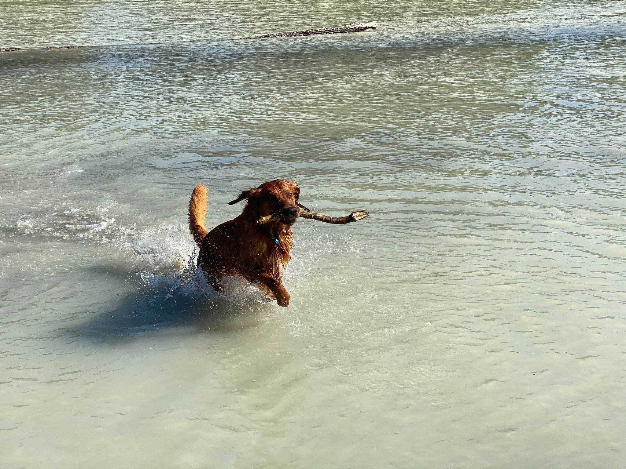Murphie is registered to the contest to win money with this photo: beach, brown_hair, canidae, carnivore, dog, dog_breed, gun_dog, hunting_dog, liver, setter, sporting_group, tide, water, water_dog, water_resources, wave, wind_wave, working_dog