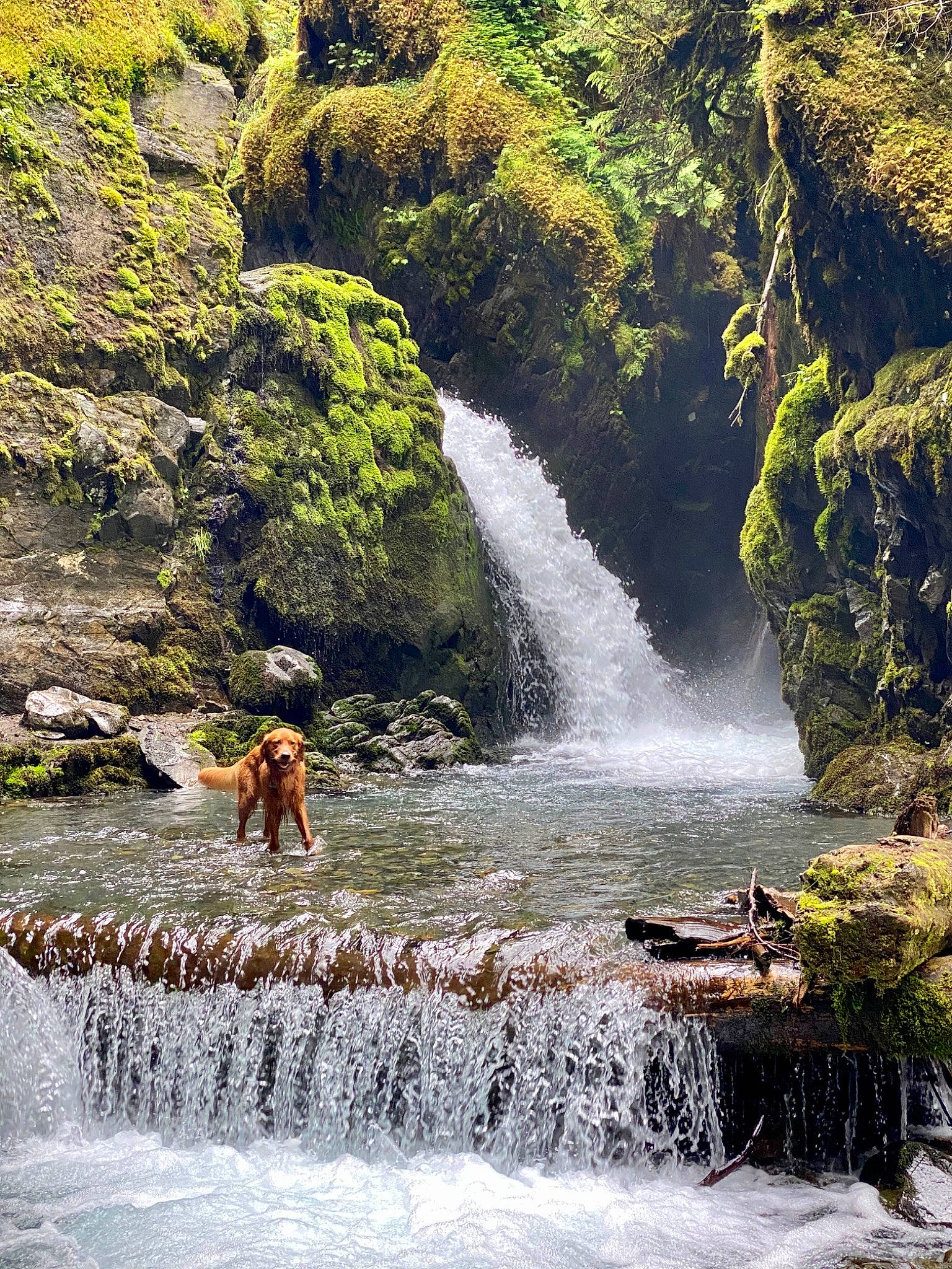 Murphie is registered to the contest to win money with this photo: adventure, algae, body_of_water, cliff, creek, fluvial_landforms_of_streams, formation, mineral_spring, moss, mountain_river, outcrop, river, spring, stream, valley, water, water_feature, water_resources, watercourse, waterfall