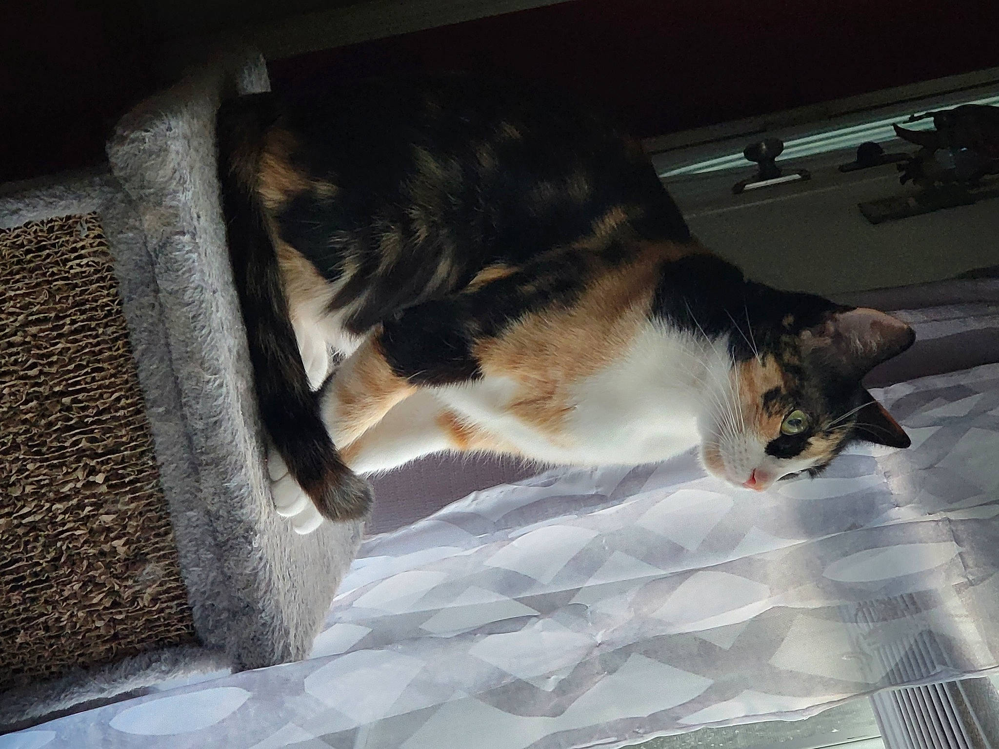 Harleen joined the competition — help win amazing prizes! automotive_lighting, carnivore, cat, comfort, domestic_short_haired_cat, felidae, flooring, fur, room, small_to_medium_sized_cats, tail, whiskers