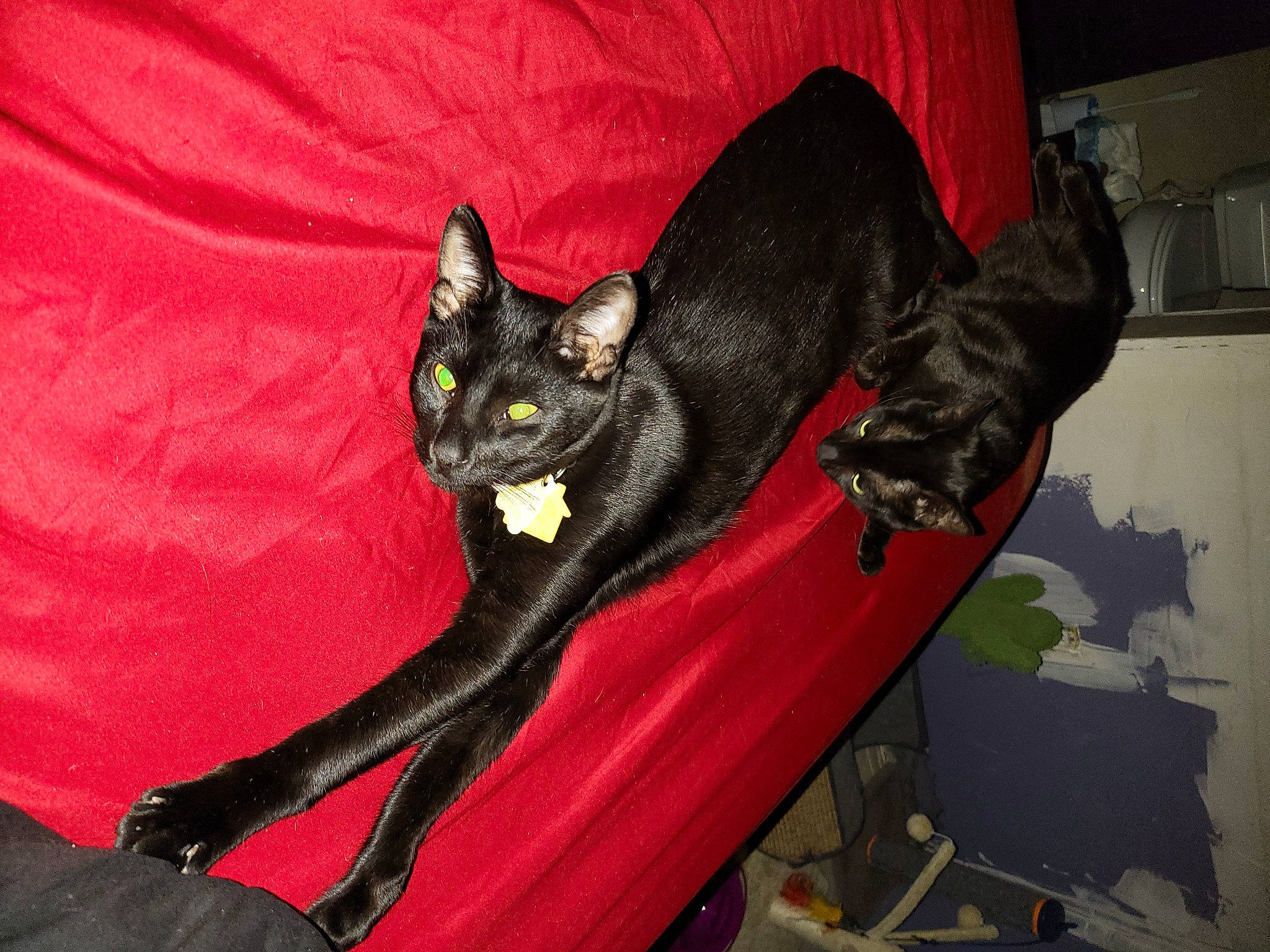 Raven Dababy is registered to the contest to win money with this photo: black_cat, bombay, carmine, carnivore, cat, chair, claw, comfort, domestic_short_haired_cat, eye, felidae, fur, grey, human_leg, room, sitting, small_to_medium_sized_cats, snout, tail, whiskers