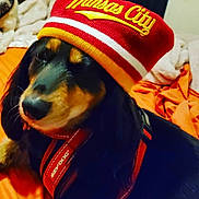 Chloe is registered to the contest to win money with this photo: dog, beanie, red, yellow, black, brown, pet, canine, collar, harness, blanket, fabric, indoor, cozy, cute, portrait, animal, fur, snug, resting