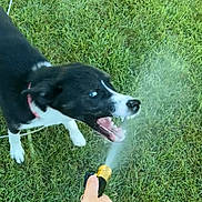 Bella joined the competition — help win amazing prizes! dog, black_and_white, grass, water, garden_hose, playful, outdoor, pet, animal, paw, mouth_open, spray, hand, tattoo, collar, summer, greenery, fun, daytime, nature