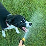 dog, black_and_white, grass, water, garden_hose, playful, outdoor, pet, animal, paw, mouth_open, spray, hand, tattoo, collar, summer, greenery, fun, daytime, nature