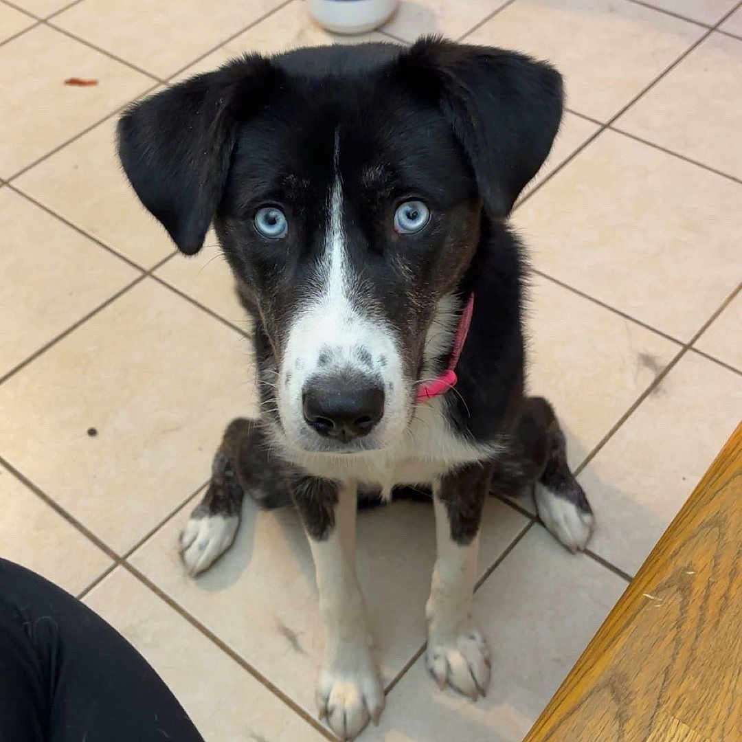 Bella joined the competition — help win amazing prizes! animal, attentive, black_and_white, blue_eyes, canine, collar, curious, dog, domestic_pet, ears, floor_tiles, fur, indoor, nose, pet_food_bowl, puppy, red_curtain, sitting, tile_floor, wooden_cabinet