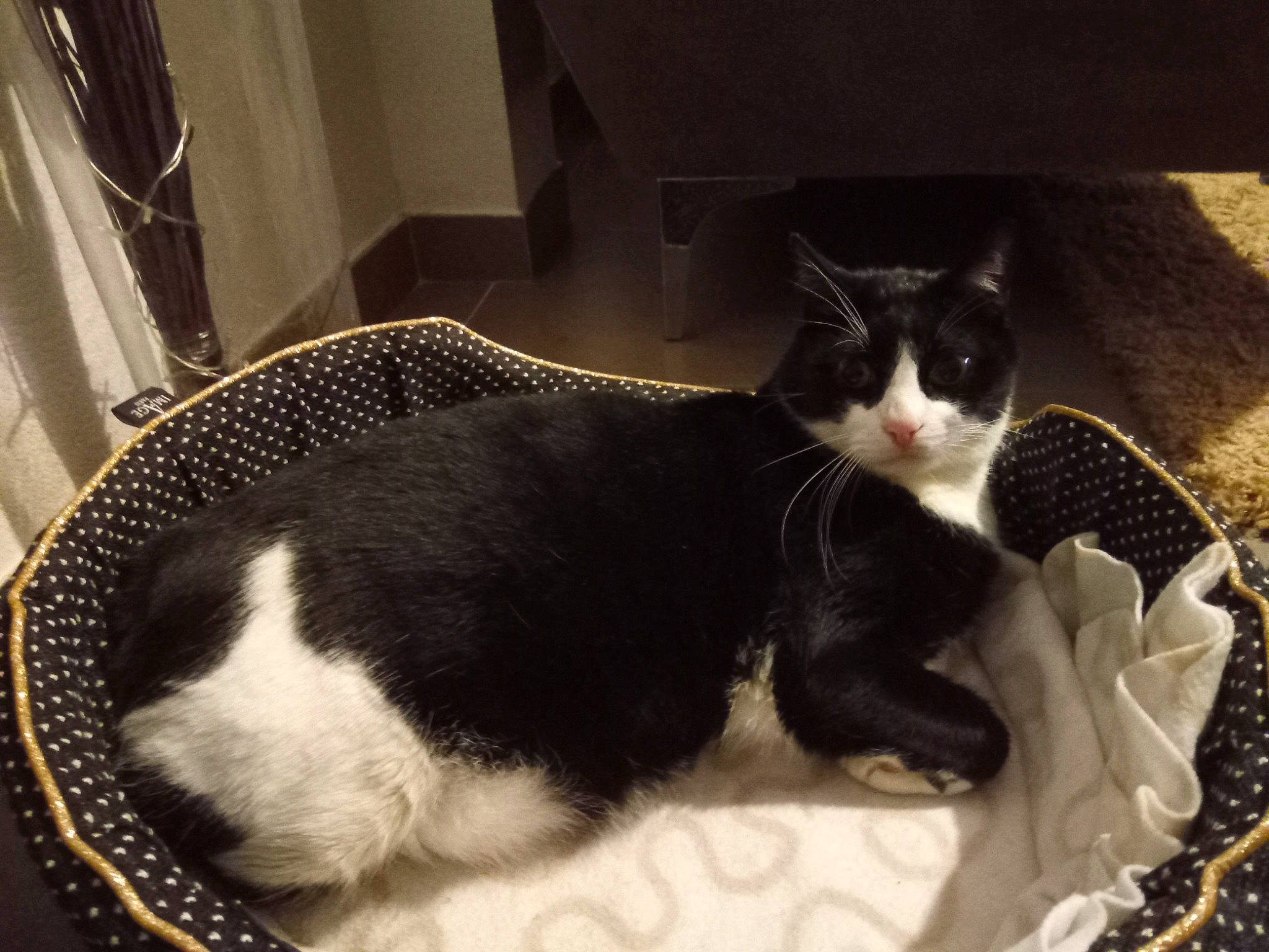 Balou a rejoint le concours — aidez-le/la à gagner de superbes lots ! black_cat, carnivore, cat, cat_supply, comfort, domestic_short_haired_cat, felidae, fur, paw, pet_supply, small_to_medium_sized_cats, snout, tail, whiskers