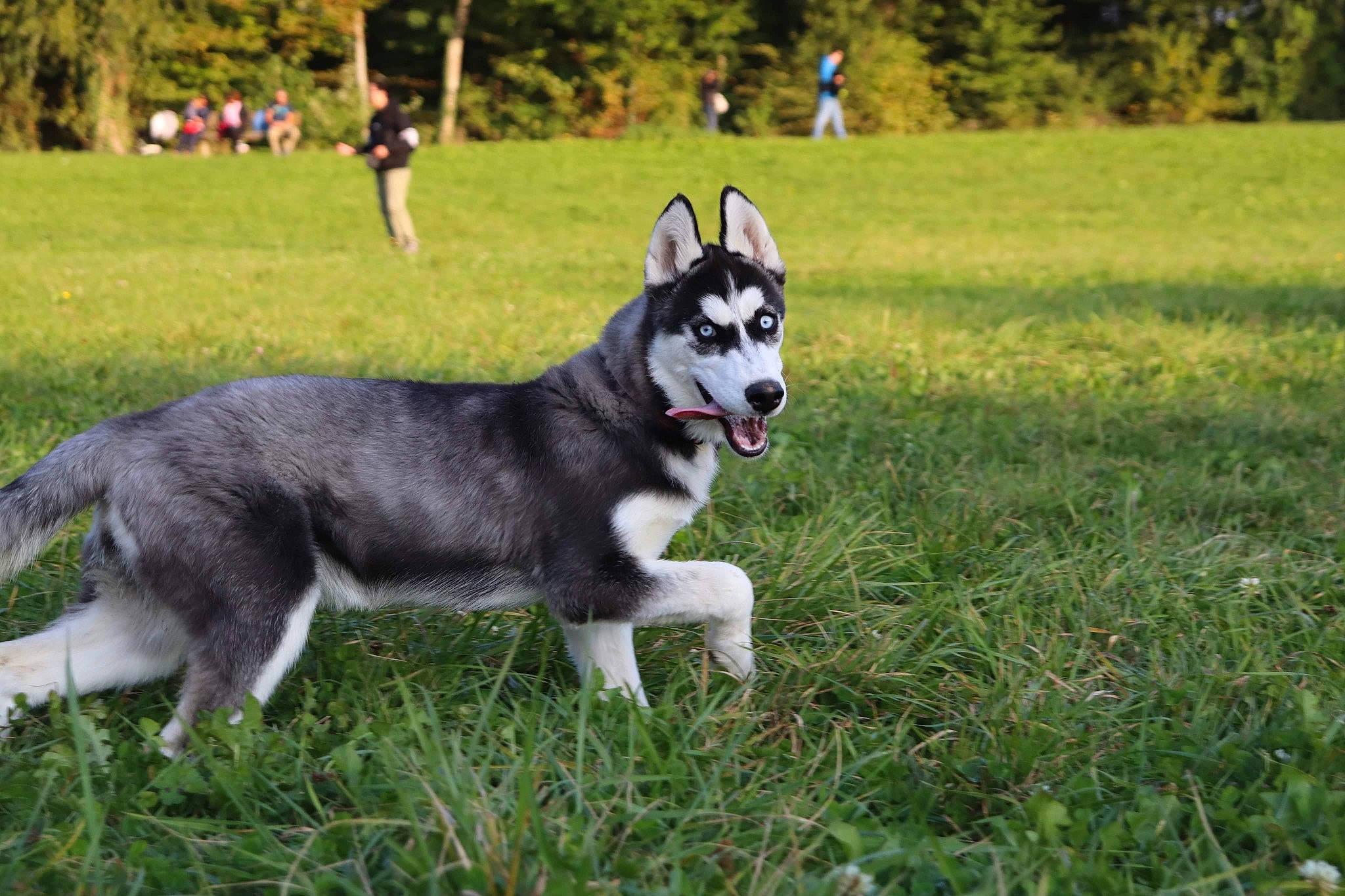 Nymeria participe au concours pour gagner de l'argent avec cette photo : ancient_dog_breeds, canidae, carnivore, companion_dog, dog, dog_breed, grass, non_sporting_group, plant, siberian_husky, sled_dog, snout, sporting_group, tail, tree, working_animal, working_dog
