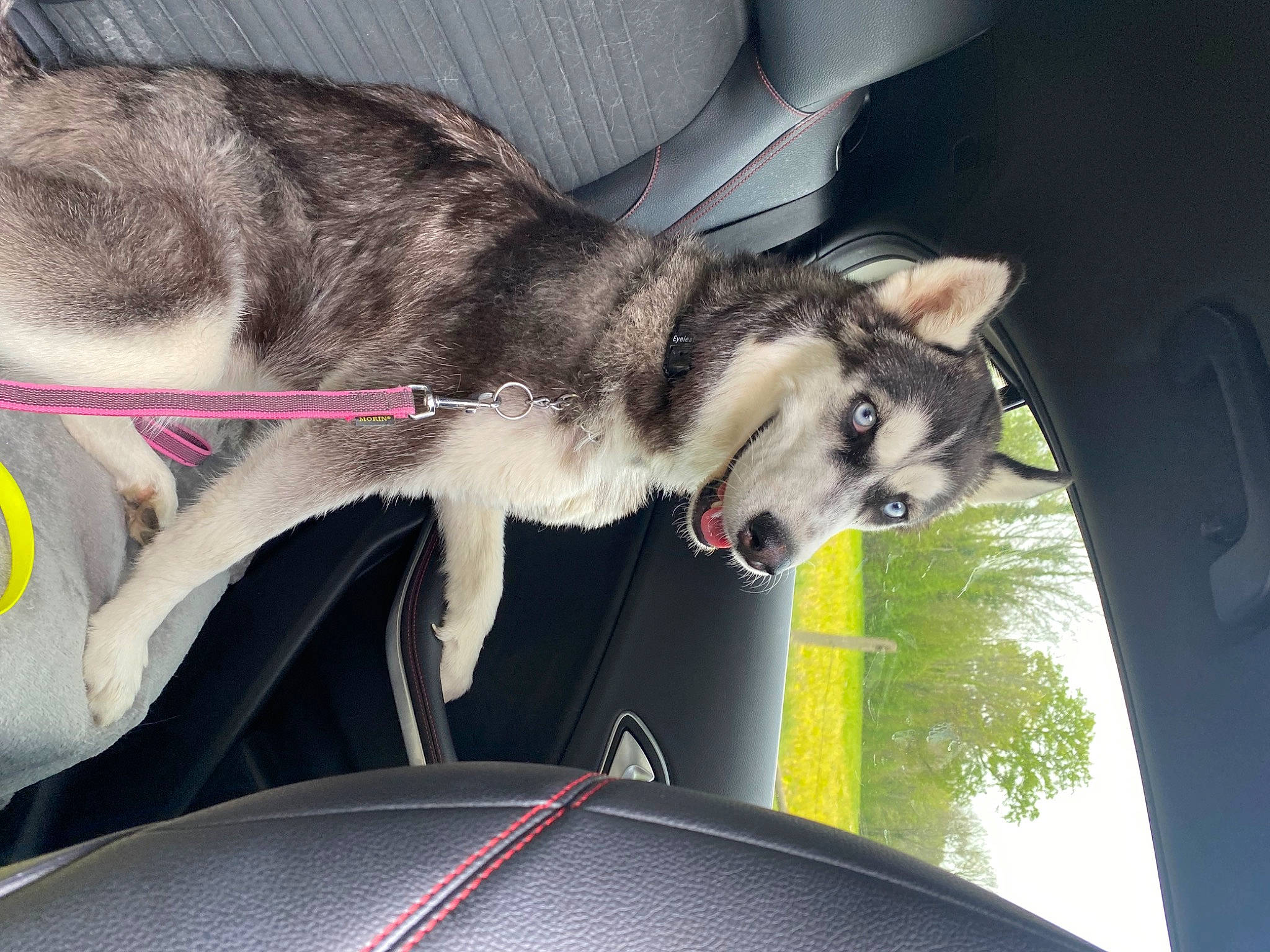 Nymeria a rejoint le concours — aidez-le/la à gagner de superbes lots ! auto_part, automotive_exterior, automotive_window_part, carnivore, collar, companion_dog, dog, dog_breed, hood, motor_vehicle, sled_dog, snout, steering_wheel, tail, tree, vehicle, vehicle_door, windscreen_wiper, windshield, working_animal