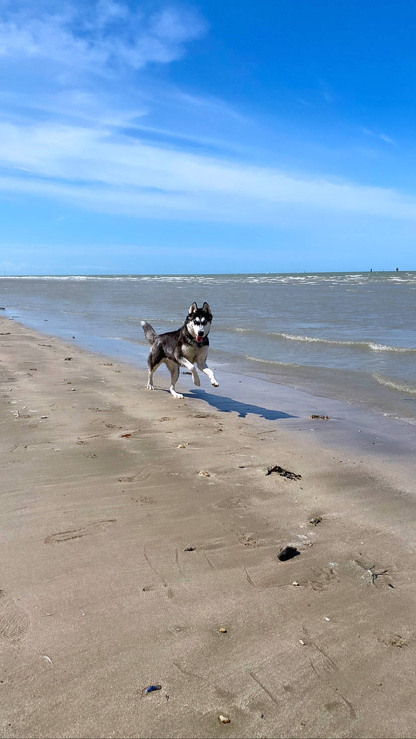 Nymeria participe au concours pour gagner de l'argent avec cette photo : beach, canidae, carnivore, cloud, coast, coastal_and_oceanic_landforms, dog, dog_breed, horizon, lake, landscape, ocean, sand, sky, sporting_group, water, wave, wind, wind_wave, working_animal