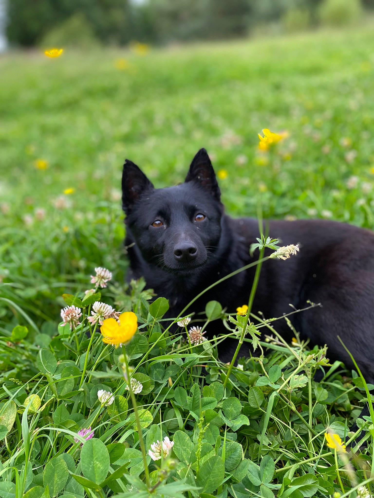 Holy participe au concours pour gagner de l'argent avec cette photo : annual_plant, canidae, carnivore, coquelicot, dog, dog_breed, flower, flowering_plant, garden, grass, grassland, groundcover, herbaceous_plant, petal, plant, shrub, sporting_group, terrestrial_animal, tree, working_animal