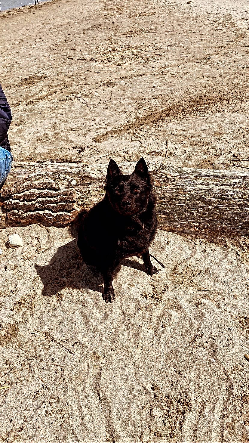 Holy a rejoint le concours — aidez-le/la à gagner de superbes lots ! beach, carnivore, cat, dog_breed, domestic_short_haired_cat, felidae, grass, landscape, monochrome, monochrome_photography, road_surface, sand, shadow, small_to_medium_sized_cats, soil, tail, tints_and_shades, water, whiskers, wood
