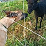 dog, sheep, fence, grass, yard, animal, curious, black_sheep, brown_dog, outdoor, nature, farm, stone_building, rural, grassland, pet, livestock, greeting, nose_to_nose, daylight