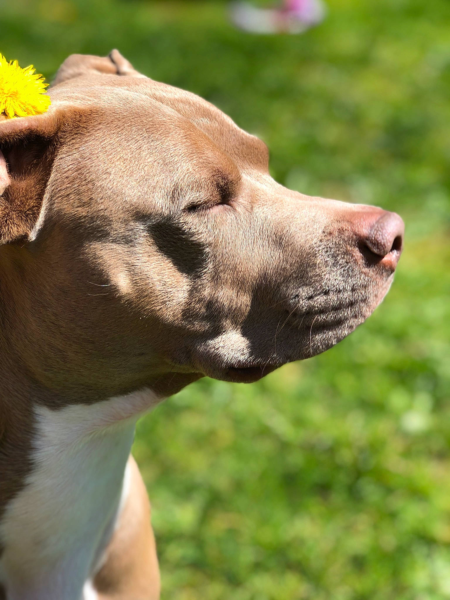 Kimbo is registered to the contest to win money with this photo: canidae, carnivore, collar, companion_dog, dog, dog_breed, dog_collar, ear, fawn, grass, leash, liver, plant, snout, sporting_group, tail, terrestrial_animal, whiskers, working_animal, wrinkle